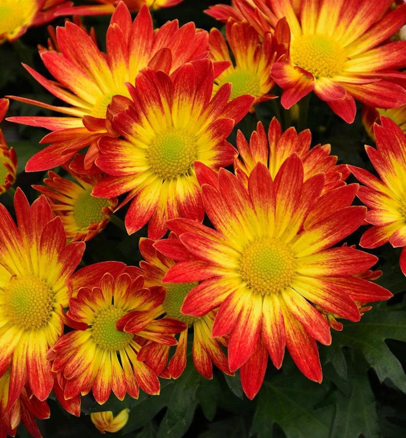 Winteraster Dernier Soleil - Chrysanthemum Hortorum 3 Winteraster Dernier Soleil - Chrysanthemum Hortorum