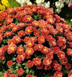 Winteraster Red Velvet - Chrysanthemum Hortorum