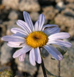 Herbstaster Hebe - Chrysanthemum Hortorum