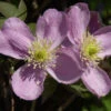 Berg Waldrebe Fragrant Spring 60-80cm - Clematis Montana -Gartengrünpflanzen Geschäft Clematis Fragrant Spring