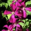 Waldrebe Gipsy Queen 60-80cm - Clematis 1 Waldrebe Gipsy Queen 60-80cm - Clematis -Gartengrünpflanzen Geschäft Clematis Gipsy Queen BLWS342855