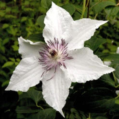 Waldrebe Gladya Picard 40-60cm - Clematis