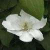 Waldrebe Guernsey Cream 40-60cm - Clematis -Gartengrünpflanzen Geschäft Clematis Guernsey Cream