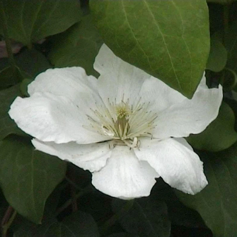 Waldrebe Guernsey Cream 40-60cm - Clematis 3 Waldrebe Guernsey Cream 40-60cm - Clematis