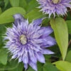 Waldrebe Kokonoe® 60-80cm - Clematis Viticella