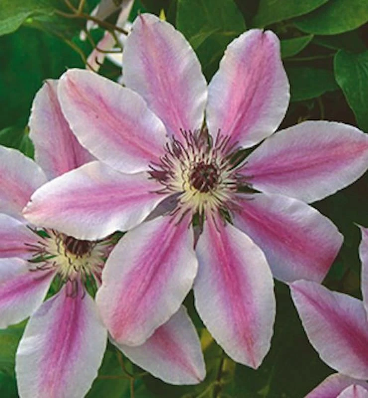 Waldrebe Nelly Moser 40-60cm - Clematis 3 Waldrebe Nelly Moser 40-60cm - Clematis