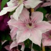 Waldrebe Pink Fantasy 40-60cm - Clematis -Gartengrünpflanzen Geschäft Clematis Pink Fantasy