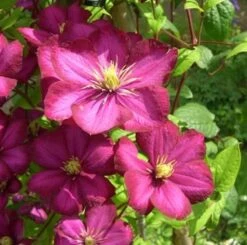 Waldrebe Rouge Cardinal 40-60cm - Clematis