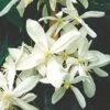 Immergrüne Duft Waldrebe 100-125cm - Clematis Armandii -Gartengrünpflanzen Geschäft Clematis armandii