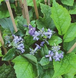 Stauden Clematis 60-80cm - Clematis Heracleifolia