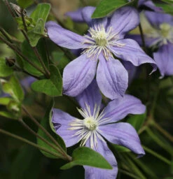 Staudenclematis Arabella 40-60cm - Clematis Integrifolia