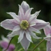Frühe Alpen Waldrebe Rosy O Grady 60-80cm - Clematis Macropetala