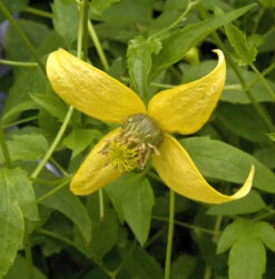 Gold Waldrebe Golden Harvest 40-60cm - Clematis Tangutica
