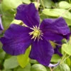 Robuste Waldrebe Blue Belle 40-60cm - Clematis Viticella -Gartengrünpflanzen Geschäft Clematis viticella Blue Belle 1