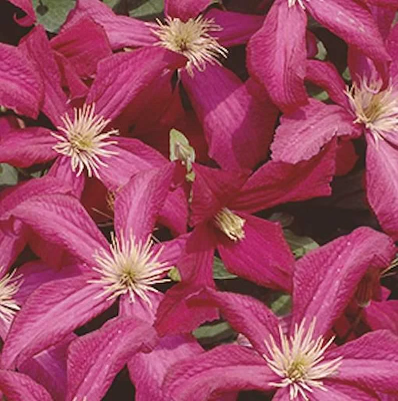 Robuste Waldrebe Madame Julia Correvon 60-80cm - Clematis Viticella 3 Robuste Waldrebe Madame Julia Correvon 60-80cm - Clematis Viticella