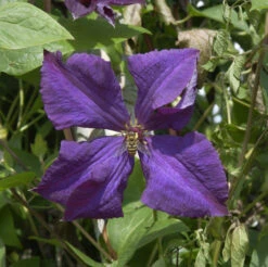 Robuste Waldrebe Polish Spirit 60-80cm - Clematis Viticella