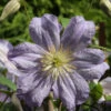 Robuste Waldrebe Prince Charles 100-125cm - Clematis Viticella -Gartengrünpflanzen Geschäft Clematis viticella PrinceCharles