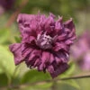 Robuste Waldrebe Purpurea Plena Elegans 60-80cm - Clematis Viticella -Gartengrünpflanzen Geschäft Clematis viticella Purpurea Plena Elegans 1 1