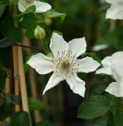 Waldrebe Destiny 60-80cm - Clematis