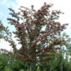 Kaskaden Rotdorn Crimson Cloud 100-125cm - Crataegus Laevigata -Gartengrünpflanzen Geschäft Crataegus laevigata Crimson Cloud