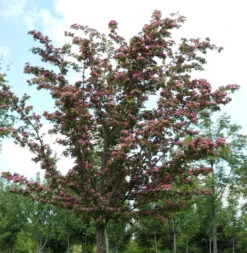 Kaskaden Rotdorn Crimson Cloud 100-125cm - Crataegus Laevigata