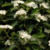 Apfeldorn 60-80cm - Crataegus Lavallei