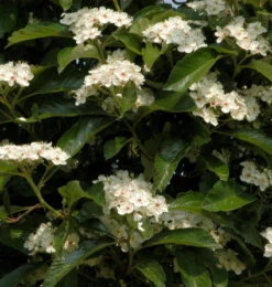Apfeldorn 60-80cm - Crataegus Lavallei