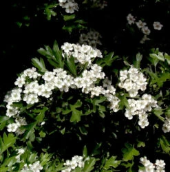 Kugel Zwerg Weißdorn 30-40cm - Crataegus Monogyna