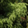 Japanische Sicheltanne Viridis 30-40cm - Cryptomeria Japonica -Gartengrünpflanzen Geschäft Cryptomeria japonica ElegansViridis