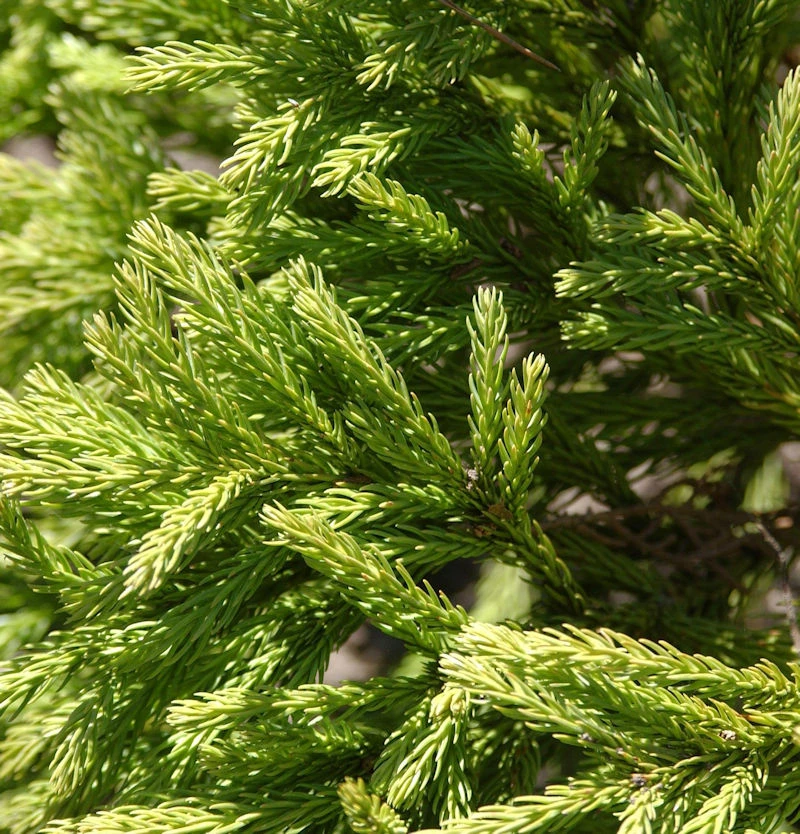 Hochstamm Japanische Sicheltanne Globosa Nana 30-40cm - Cryptomeria Japonica 3 Hochstamm Japanische Sicheltanne Globosa Nana 30-40cm - Cryptomeria Japonica