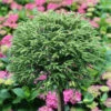 Hochstamm Japanische Sicheltanne Little Diamond 80-100cm - Cryptomeria Japonica