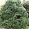 Japanische Sicheltanne Monstrosa Nana 25-30cm - Cryptomeria Japonica -Gartengrünpflanzen Geschäft Cryptomeria japonica Monstrosa Nana
