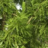 Hahnenkamm Sicheltanne Cristata 25-30cm - Cryptomeria Japonica