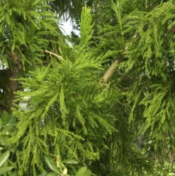 Hahnenkamm Sicheltanne Cristata 60-80cm - Cryptomeria Japonica