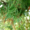 Sicheltanne 80-100cm - Cryptomeria Japonica -Gartengrünpflanzen Geschäft Cryptomeriajaponica