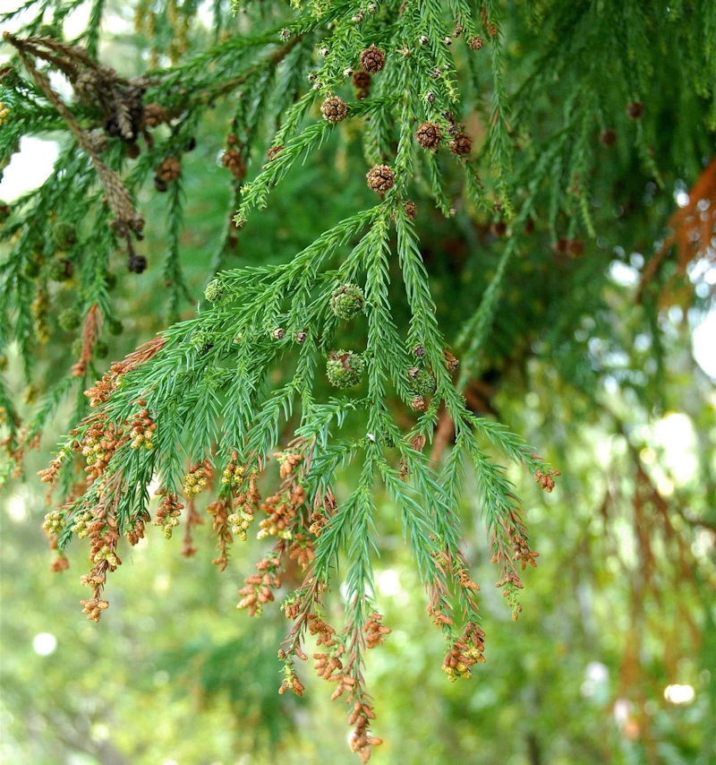 Sicheltanne 80-100cm - Cryptomeria Japonica 3 Sicheltanne 80-100cm - Cryptomeria Japonica