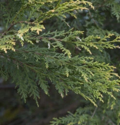 Baumzypresse Tweeduizendeen 100-125cm - Cupressocyparis Leylandii