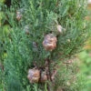 Italienische Zypresse Totem 40-50cm - Cupressus Sempervirens 1 Italienische Zypresse Totem 40-50cm - Cupressus Sempervirens -Gartengrünpflanzen Geschäft Cupressus sempervirens Totem