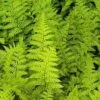 Goldschuppenfarn Crispa - Dryopteris Affinis -Gartengrünpflanzen Geschäft Dryopteris affinis Crispa