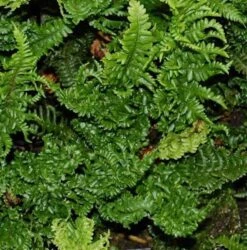 Krauser Goldschuppenfarn - Dryopteris Affinis