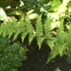 Breitwedeldornfarn Crispa - Dryopteris Dilatata -Gartengrünpflanzen Geschäft Dryopteris dilatata Crispa