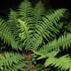 Echter Wurmfarn - Dryopteris Filix Mas