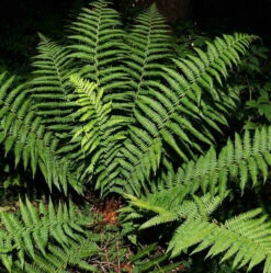 Echter Wurmfarn - Dryopteris Filix Mas