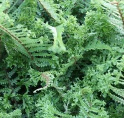 Krauser Wurmfarn Crispa Cristata - Dryopteris Affinis