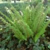Goldschuppenfarn - Dryopteris Affinis -Gartengrünpflanzen Geschäft Dryopterisaffinis