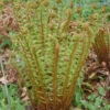 Nepal Schwarzschuppenfarn - Dryopteris Wallichiana -Gartengrünpflanzen Geschäft Dryopteriswallichiana
