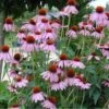 Sonnenhut Kims Knee High - Echinacea Purpurea