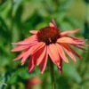 Sonnenhut Sombrero Hot Coral - Großer Topf - Echinacea Purpurea 2 Sonnenhut Sombrero Hot Coral - Großer Topf - Echinacea Purpurea -Gartengrünpflanzen Geschäft Echinacea Sombrero Hot Coral