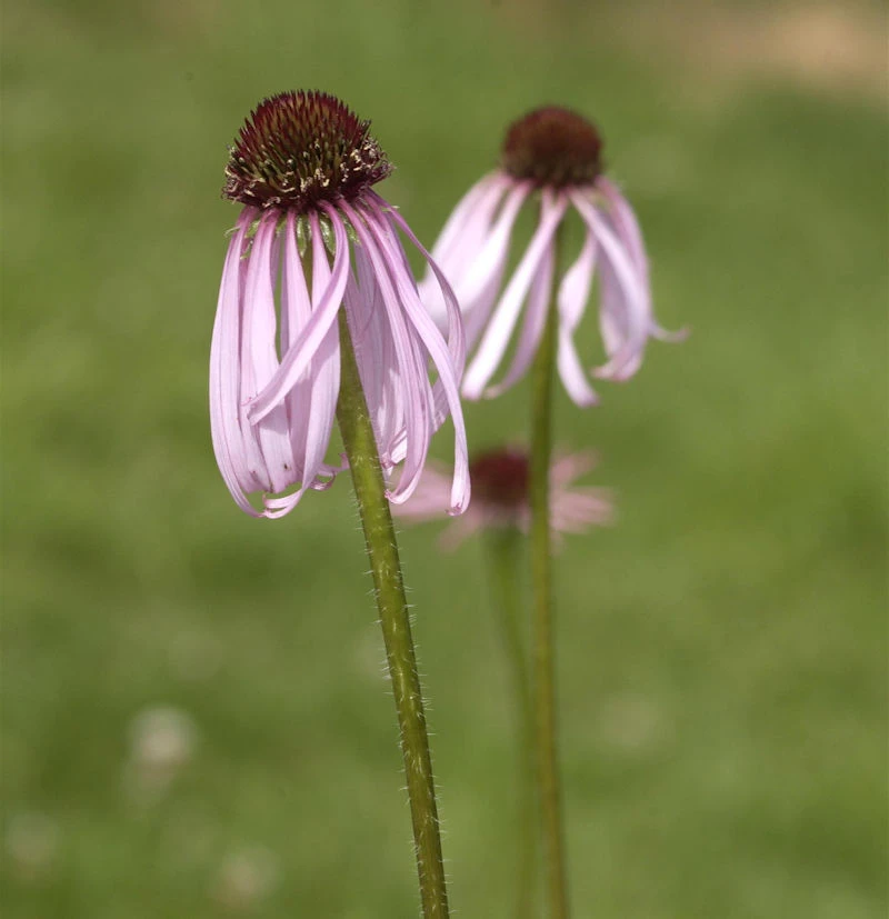 Bleicher Sonnenhut Hula Dancer - Echinacea Pallida 3 Bleicher Sonnenhut Hula Dancer - Echinacea Pallida