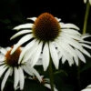 Weißer Sonnenhut - Echinacea Purpurea -Gartengrünpflanzen Geschäft Echinacea purpurea Alba 1